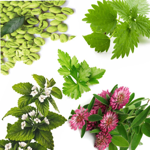 Купаж №81 СО2 экстрактов для ночного крема Лимфодренаж (водорастворимый)  